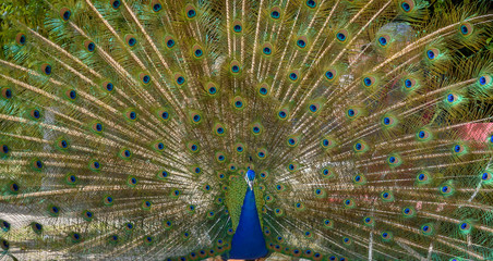 Blauer Pfau mit aufgestellter Federkrone