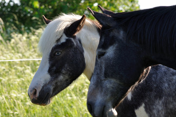 Młody koń w towarzystwie rodzica.