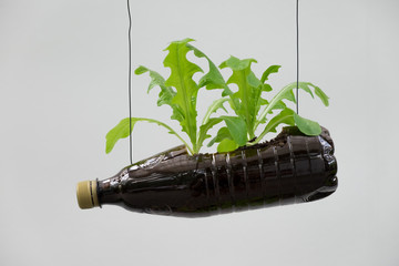 Salat wächst aus einer Petflasche