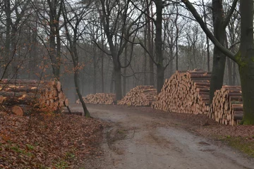 Fototapeten winterse laan met pasgekapte boomstammen in de Kruisbergse bossen  © henkbouwers