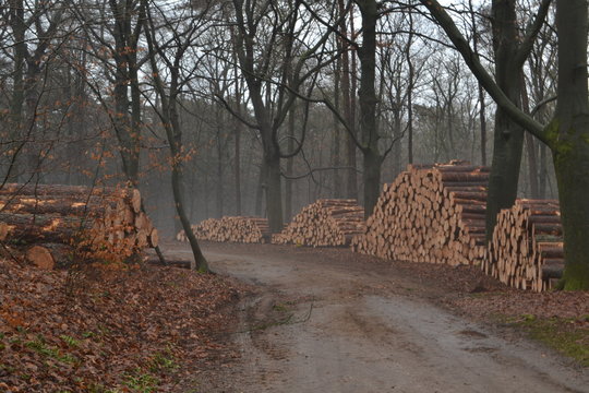winterse laan met pasgekapte boomstammen in de Kruisbergse bossen 