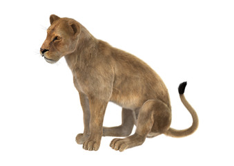 Obraz na płótnie Canvas 3D Rendering Female Lion on White