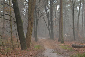 winterse laan in de nevilige Kruisbergse bossen met geheimzinnig wit paard
