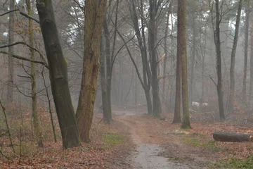 Foto auf Leinwand winterliche Allee in den nebligen Kruisbergwäldern mit einem mysteriösen Schimmel © henkbouwers