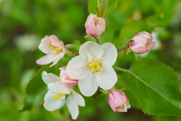 Fresh apple blossom in the orchard.