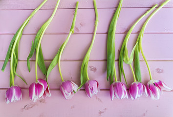 pink  tulip flowers in a row .Top view 