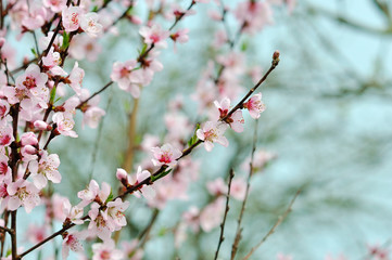 Flowers of the cherry blossoms