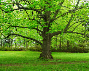 Fototapeta na wymiar Old linden tree in a parklike setting.
