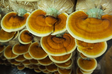 brown mushroom in the farm from Thailand 