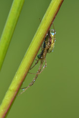 Streckerspinne