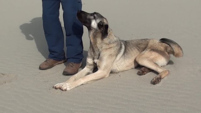Playful Kangal dog on sand laying down in front of a stranger