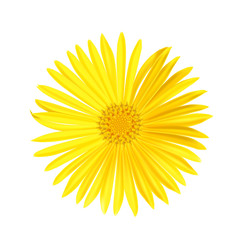 Vector yellow daisy flower isolated on white background. Spring-yellow chamomile.