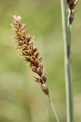 Carex flacca Schreb. subsp. Flacca