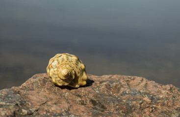 One shell on a stone by the sea close up
