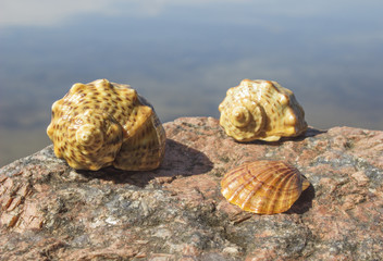 Three seashells on a stone by the sea