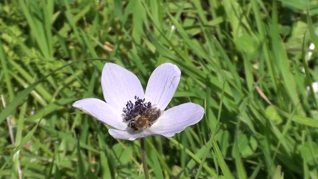 A bee on Anemone flower