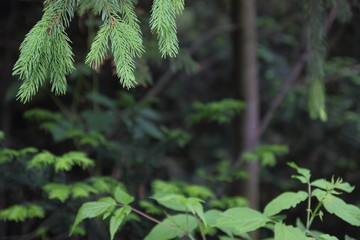 Fir in the botanical garden