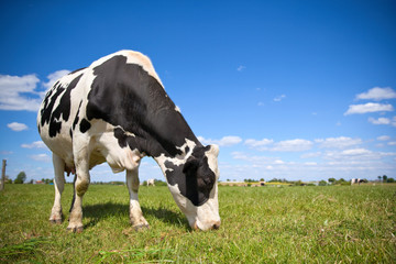 P&acirc;turage en campagne