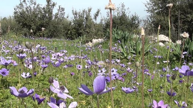 Anemone meadow , bees