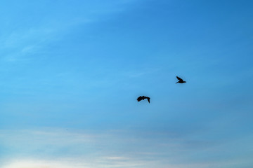 Group of Birds Flying