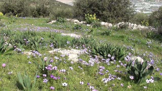 Flowering countryside, hothouses in the background