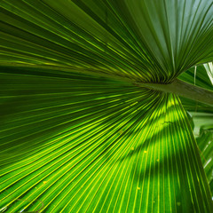 Ein Palmwedel einer Washington Palme, Washingtonia filifera