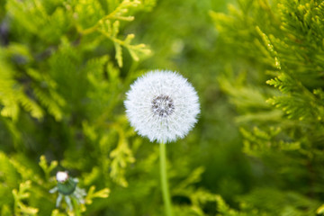 Downy ripe seed head of the dandelion closeup on a blurred background of grass