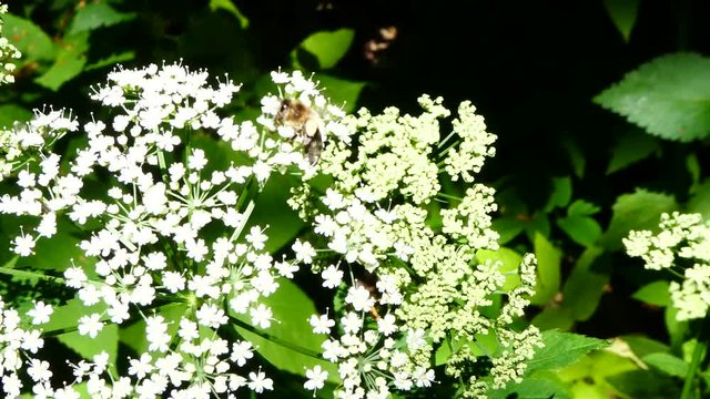 Bee Pollinating White Umbrella Flower