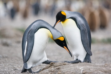 King Penguin mating ritual