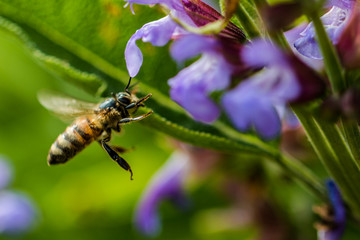 Bee collecting polen - obrazy, fototapety, plakaty