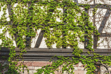 Fototapeta na wymiar Fresh green ivy growing on a half-timbered house