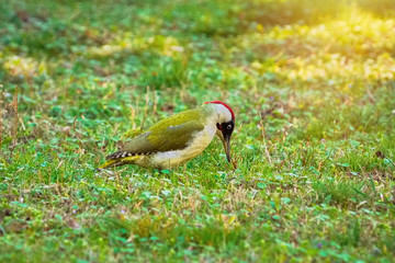 Green Woodpecker on the Ground