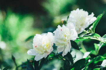 Tinted photo of white peonies in summer garden