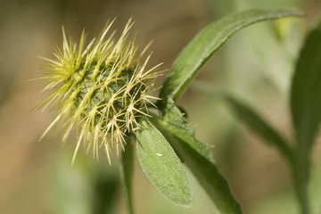 Macro photography of a wild plant in spring.