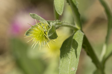 Macro photography of a wild plant in spring.