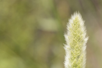 Macro photography of a wild plant in spring.