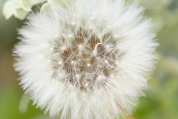 Macro photography of a dandelion in spring.