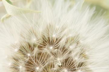 Macro photography of a dandelion in spring.