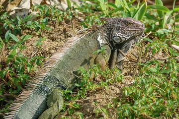 Green Iguana (Iguana iguana)