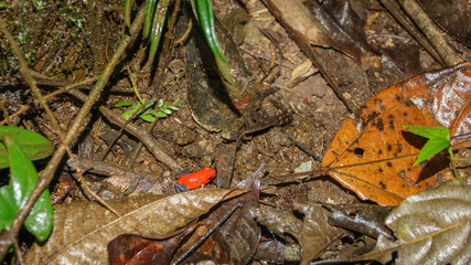strawberry or blue jeans dart frog in the forest