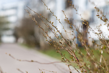 a branch with swollen buds