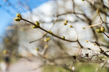 a branch with swollen buds