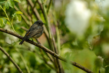 little bird on a branch in natural environment
