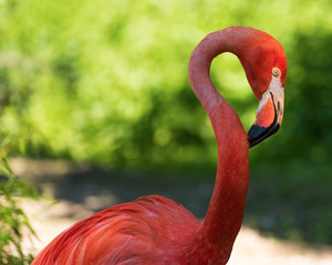 Flamingo in zoo
