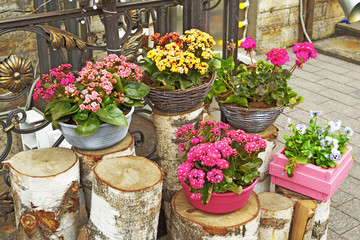 Decorative flowers in pots.