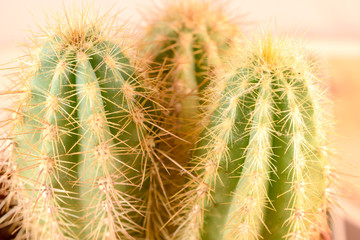 Obraz premium Close up Cactus