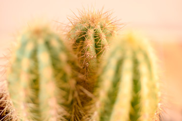 Obraz premium Close up Cactus