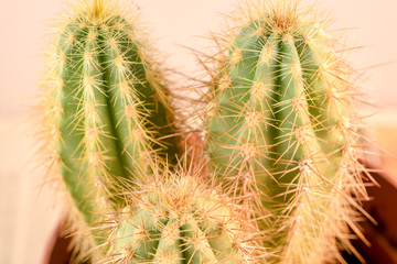 Close up Cactus