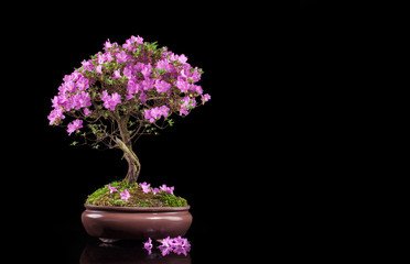 Bonsai Azalea japonica on a black background