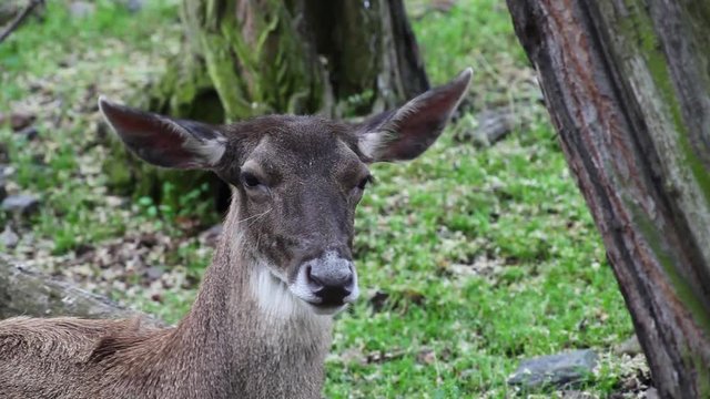 Detail of Thorolds deer (Cervus albirostris) on the pasture